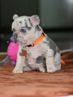 Female Lilac Merle DOB 05.18.2026 | French bulldog puppy, a female French Bulldog for sale in Cumming, GA – 5 of 9