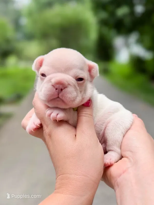 Platinum French Bulldog Boy DOB 06.09.2026 – French Bulldog puppy for sale in Cumming, GA