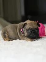 Female Fawn DOB 05.22.2026 | French bulldog puppy, a female French Bulldog for sale in Cumming, GA – 9 of 10