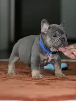 Male Blue Tan DOB 05.18.2026 | French bulldog puppy, a male French Bulldog for sale in Cumming, GA – 8 of 10