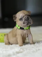 Female Fawn Merle DOB 05.22.2026 , a female French Bulldog for sale in Cumming, GA – 5 of 5