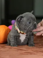Female Blue DOB 05.18.2026 | French bulldog puppy, a female French Bulldog for sale in Cumming, GA – 1 of 8