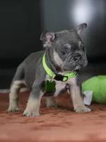 Male Blue Tan DOB 05.18.2026 | French bulldog puppy, a male French Bulldog for sale in Cumming, GA – 8 of 8