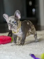 Female Lilac Merle DOB 04.27.2026 | French bulldog puppy, a female French Bulldog for sale in Cumming, GA – 2 of 10