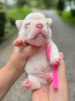 Female Platinum French Bulldog Puppy DOB 06.09.2026, a female French Bulldog for sale in Cumming, GA – 2 of 4