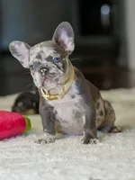Female Lilac Merle DOB 04.27.2026 | French bulldog puppy, a female French Bulldog for sale in Cumming, GA – 10 of 10