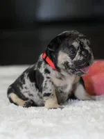 Female Black Merle DOB 05.22.2026 | French bulldog puppy, a female French Bulldog for sale in Cumming, GA – 5 of 8