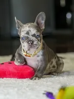 Female Lilac Merle DOB 04.27.2026 | French bulldog puppy, a female French Bulldog for sale in Cumming, GA – 3 of 10