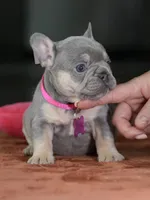 Female Lilac Tan DOB 05.18.2026 | French bulldog puppy, a female French Bulldog for sale in Cumming, GA – 6 of 9