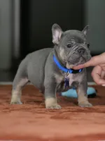 Male Blue Tan DOB 05.18.2026 | French bulldog puppy, a male French Bulldog for sale in Cumming, GA – 6 of 10