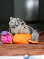 Female Lilac Merle DOB 05.18.2026 | French bulldog puppy, a female French Bulldog for sale in Cumming, GA – 4 of 9