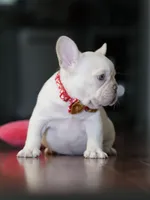 Female Cream DOB 04.27.2026 | French bulldog puppy, a female French Bulldog for sale in Cumming, GA – 6 of 9