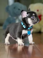 Male Chocolate Tan DOB 05.22.2026 | French bulldog puppy, a male French Bulldog for sale in Cumming, GA – 3 of 8