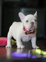 Female Cream DOB 04.27.2026 | French bulldog puppy, a female French Bulldog for sale in Cumming, GA – 3 of 9