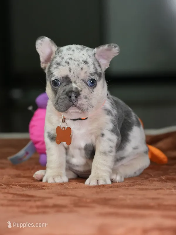 Female Lilac Merle DOB 05.18.2026 | French bulldog puppy – French Bulldog puppy for sale in Cumming, GA