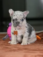 Female Lilac Merle DOB 05.18.2026 | French bulldog puppy, a female French Bulldog for sale in Cumming, GA – 1 of 9
