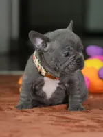 Female Blue DOB 05.18.2026 | French bulldog puppy, a female French Bulldog for sale in Cumming, GA – 3 of 8