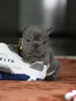 Female Blue DOB 05.18.2026 | French bulldog puppy, a female French Bulldog for sale in Cumming, GA – 8 of 10