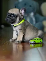 Female Fawn DOB 05.22.2026 | French bulldog puppy, a male French Bulldog for sale in Cumming, GA – 3 of 9