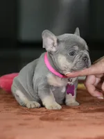 Female Lilac Tan DOB 05.18.2026 | French bulldog puppy, a female French Bulldog for sale in Cumming, GA – 4 of 9