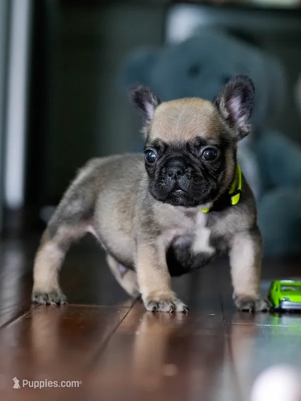Female Fawn DOB 05.22.2026 | French bulldog puppy – French Bulldog puppy for sale in Cumming, GA