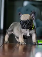 Female Fawn DOB 05.22.2026 | French bulldog puppy, a male French Bulldog for sale in Cumming, GA – 1 of 9