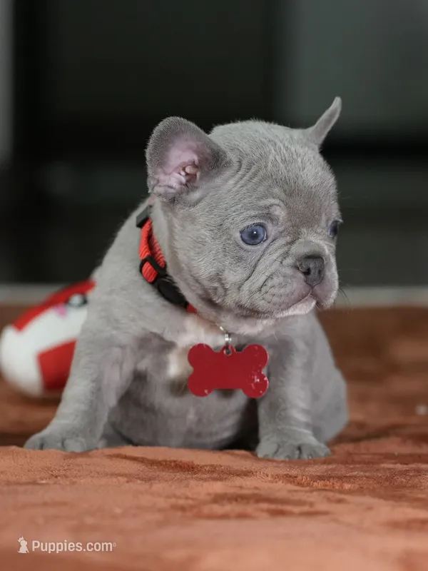 Female Lilac DOB 05.18.2026 | French bulldog puppy – French Bulldog puppy for sale in Cumming, GA