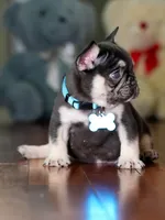 Male Chocolate Tan DOB 05.22.2026 | French bulldog puppy, a male French Bulldog for sale in Cumming, GA – 7 of 8