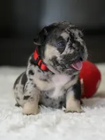 Female Black Merle DOB 05.22.2026 | French bulldog puppy, a female French Bulldog for sale in Cumming, GA – 2 of 8