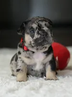 Female Black Merle DOB 05.22.2026 | French bulldog puppy, a female French Bulldog for sale in Cumming, GA – 3 of 8