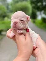 Platinum French Bulldog Boy DOB 06.09.2026, a female French Bulldog for sale in Cumming, GA – 5 of 7