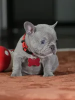 Female Lilac DOB 05.18.2026 | French bulldog puppy, a female French Bulldog for sale in Cumming, GA – 5 of 9