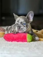 Female Lilac Merle DOB 04.27.2026 | French bulldog puppy, a female French Bulldog for sale in Cumming, GA – 6 of 10