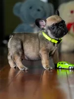 Female Fawn DOB 05.22.2026 | French bulldog puppy, a male French Bulldog for sale in Cumming, GA – 9 of 9