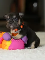 Female Chocolate Tan DOB 05.22.2026 | French bulldog puppy, a female French Bulldog for sale in Cumming, GA – 2 of 8