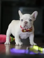 Female Cream DOB 04.27.2026 | French bulldog puppy, a female French Bulldog for sale in Cumming, GA – 7 of 9