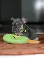 Male Blue Tan DOB 05.18.2026 | French bulldog puppy, a male French Bulldog for sale in Cumming, GA – 3 of 8