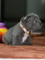 Female Blue DOB 05.18.2026 | French bulldog puppy, a female French Bulldog for sale in Cumming, GA – 8 of 8