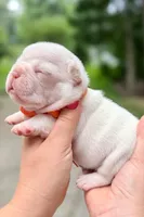 Platinum French Bulldog Girl DOB 06.09.2026, a female French Bulldog for sale in Cumming, GA – 7 of 7