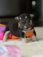 Female Chocolate Tan DOB 05.22.2026 | French bulldog puppy, a female French Bulldog for sale in Cumming, GA – 1 of 8