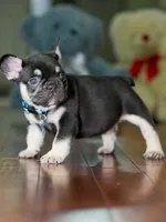Male Chocolate Tan DOB 05.22.2026 | French bulldog puppy, a male French Bulldog for sale in Cumming, GA – 5 of 8