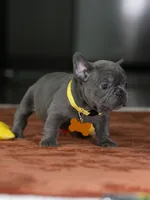 Female Blue DOB 05.18.2026 | French bulldog puppy, a female French Bulldog for sale in Cumming, GA – 10 of 10