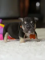 Female Chocolate Tan DOB 05.22.2026 | French bulldog puppy, a female French Bulldog for sale in Cumming, GA – 7 of 8