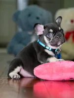 Male Chocolate Tan DOB 05.22.2026 | French bulldog puppy, a male French Bulldog for sale in Cumming, GA – 8 of 8