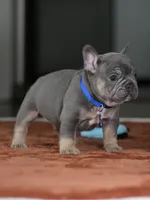 Male Blue Tan DOB 05.18.2026 | French bulldog puppy, a male French Bulldog for sale in Cumming, GA – 5 of 10