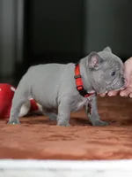 Female Lilac DOB 05.18.2026 | French bulldog puppy, a female French Bulldog for sale in Cumming, GA – 9 of 9