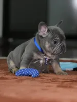 Male Blue Tan DOB 05.18.2026 | French bulldog puppy, a male French Bulldog for sale in Cumming, GA – 9 of 10