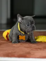 Female Blue DOB 05.18.2026 | French bulldog puppy, a female French Bulldog for sale in Cumming, GA – 4 of 10