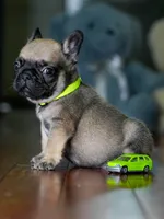 Female Fawn DOB 05.22.2026 | French bulldog puppy, a male French Bulldog for sale in Cumming, GA – 2 of 9