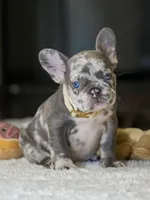 Female Lilac Merle DOB 04.27.2026 | French bulldog puppy, a female French Bulldog for sale in Cumming, GA – 9 of 10
